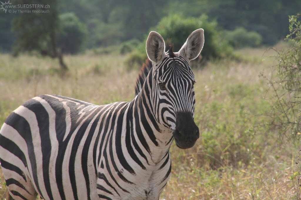 IMG 7726-Kenya, zebra at Kimana Reserve